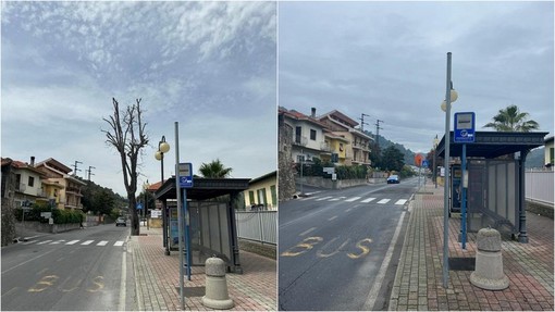 Camporosso, Gibelli a Morabito: &quot;Gli alberi pericolosi sono stati rimossi la scorsa primavera&quot; (Foto)