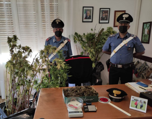 Ceriana: coltivava marijuana nella propria abitazione, i Carabinieri arrestano un uomo di 35 anni