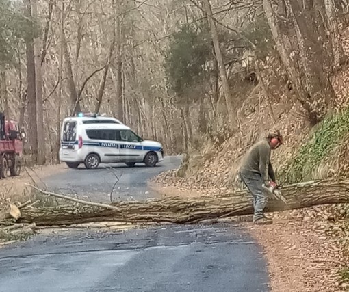 Albero cade sulla Provinciale 56 tra San Romolo e Bajardo: operai e Polizia Provinciale al lavoro (Foto)