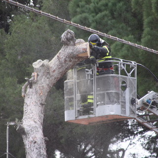 Serie di interventi dei Vigili del Fuoco per alcuni alberi pericolanti a Camporosso e Sanremo