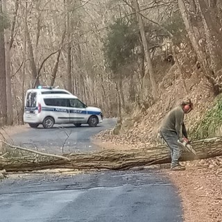 Albero cade sulla Provinciale 56 tra San Romolo e Bajardo: operai e Polizia Provinciale al lavoro (Foto)