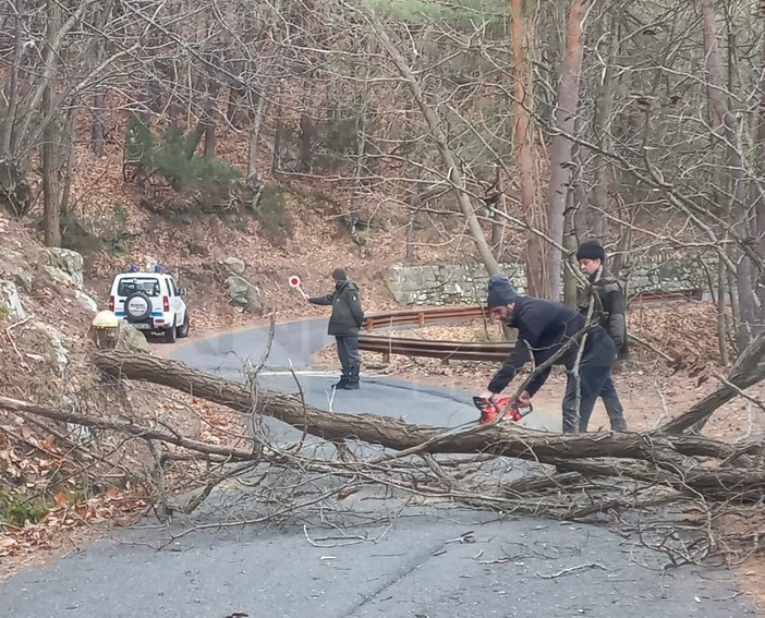 Crolla un albero sulla strada tra monte Bignone e Bajardo, intervento della Polizia Provinciale (Foto)