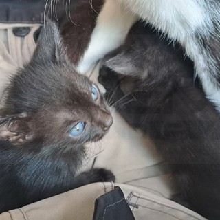 Castellaro: quattro piccoli gattini di due mesi sono alla ricerca di una famiglia adottiva (Foto)