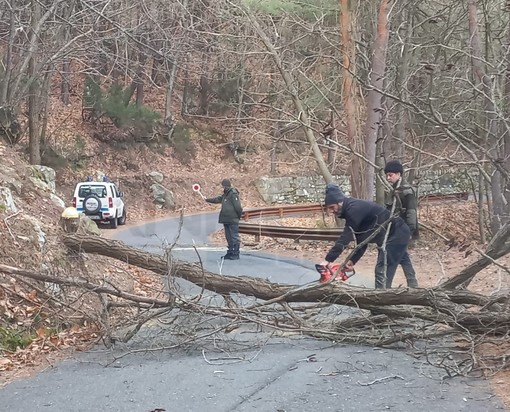 Crolla un albero sulla strada tra monte Bignone e Bajardo, intervento della Polizia Provinciale (Foto)