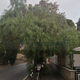 Sanremo: alberi da potare e radici invasive, la mail di una lettrice da corso Inglesi (Foto)