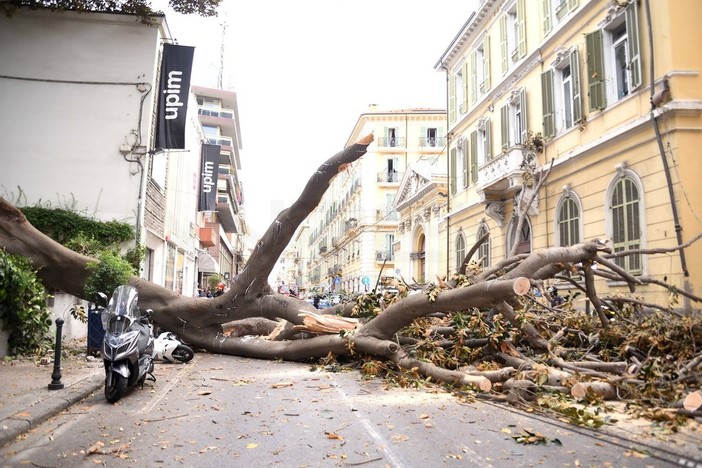 Sanremo: albero secolare di magnolia crollato dal giardino dell'hotel Eletto in via Roma, soccorsi in atto (Foto, Video e Diretta)