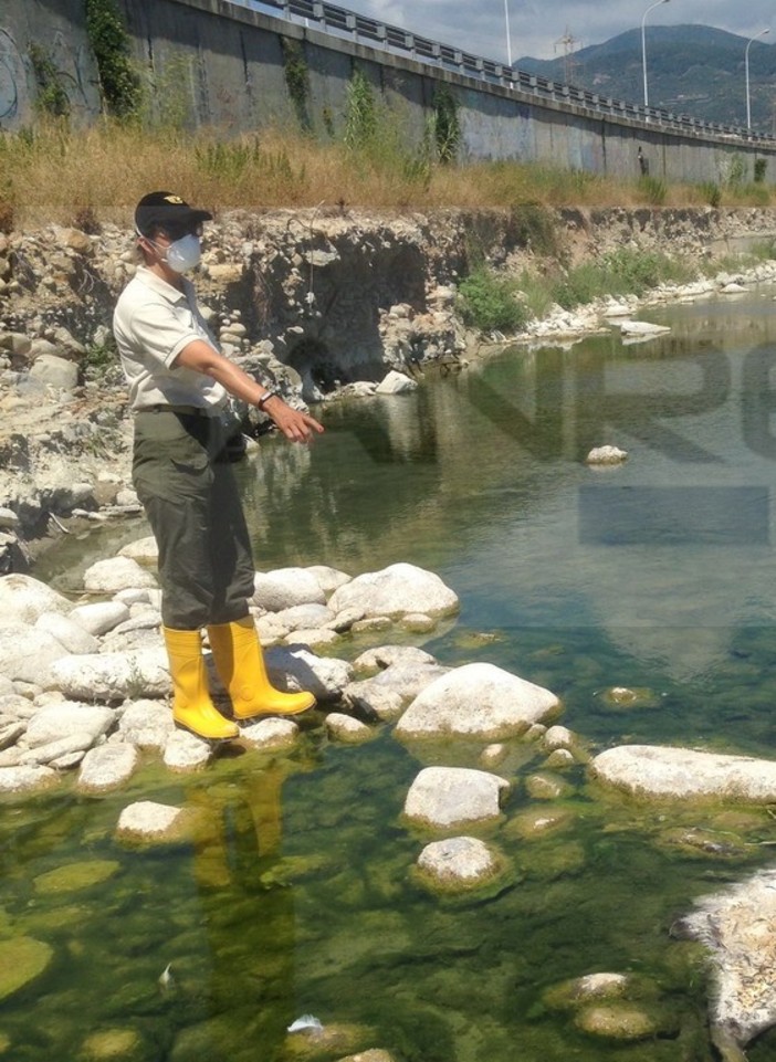 Moria di animali acquatici e palmipedi alla foce del Torrente Argentina: interviene il Segretario provinciale dell’Idv Maurizio Ferrara