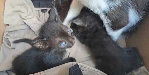 Castellaro: quattro piccoli gattini di due mesi sono alla ricerca di una famiglia adottiva (Foto)
