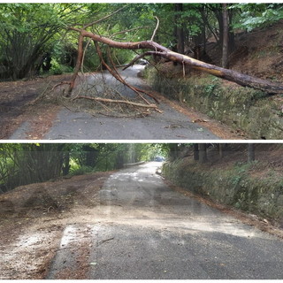 Entroterra: crolla un albero sulla Provinciale tra Bajardo e San Romolo, pronto intervento e pianta rimossa (Foto)