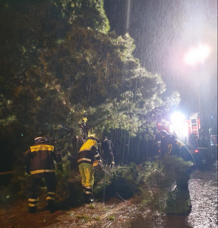 Bordighera: il vento fa crollare un albero che sfiora un'auto, intervento dei Vigili del Fuoco per liberare la strada