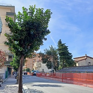 Vallecrosia, in via Don Bosco verranno piantati nuovi alberi: ecco quali