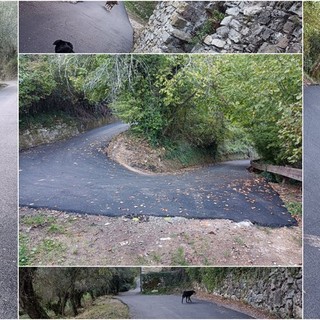 Nuovi asfalti a Olivetta San Michele, Biancheri: &quot;Conclusi i lavori sulla strada per Bossarè&quot; (Foto)