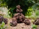 Piante di leccio micorizzate con tuber melanosporum, a Seborga si coltiva il tartufo 'Black Prince' (Foto)