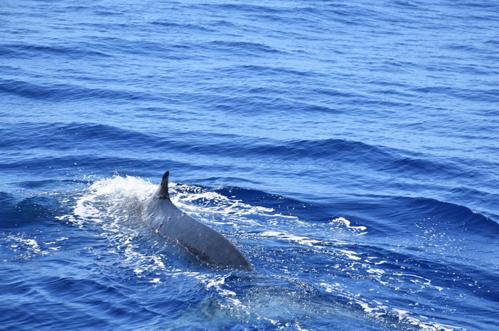 Imperia: non solo nel 'Santuario dei Cetacei', ecco le foto di un delfino vicino al molo di Oneglia