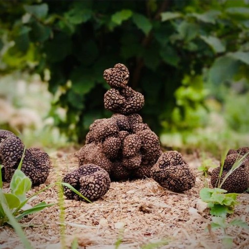 Piante di leccio micorizzate con tuber melanosporum, a Seborga si coltiva il tartufo 'Black Prince' (Foto)