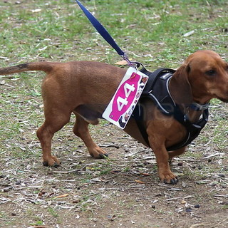 Code al vento per sfilare in passerella! Bellezze a quattro zampe al Bordighera Dog Show