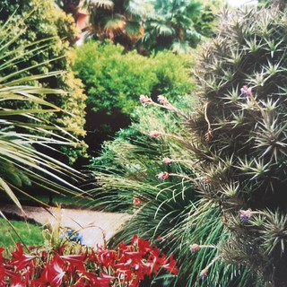 Bordighera: “Il Giardino, che non c’è più” è la nuova mostra con le fotografie di Vera, promossa dall'ANPI e dall'UCD nella sede in via Al Mercato n.8 di Bordighera.