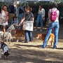 Un ‘Green carpet’ per le bellezze a quattro zampe: tornano i cani del ‘Dog show’ di Bordighera