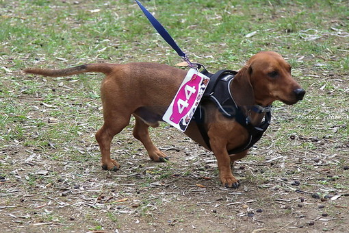 Code al vento per sfilare in passerella! Bellezze a quattro zampe al Bordighera Dog Show