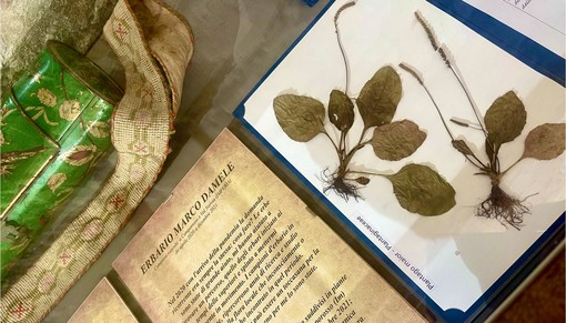 Coldirodi, esposizione botanica alla Pinacoteca Rambaldi - Museo di Villa Luca