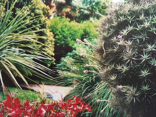 Bordighera: “Il Giardino, che non c’è più” è la nuova mostra con le fotografie di Vera, promossa dall'ANPI e dall'UCD nella sede in via Al Mercato n.8 di Bordighera.