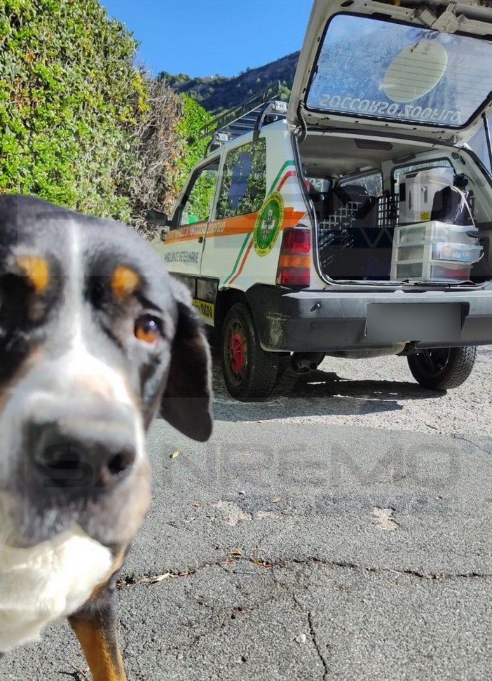 Ventimiglia: importante sinergia tra associazioni, Arkus ringrazia Emergenza ValNervia per il cane 'Artù' (Foto)