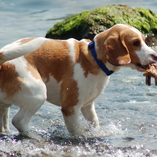 Vacanze: Liguria una regione ‘pet friendly’, un italiano su 5 raggiungerà le mete liguri con animali