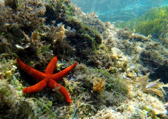 Bordighera Blu Park va a scuola: ad aprile le prime attività divulgative