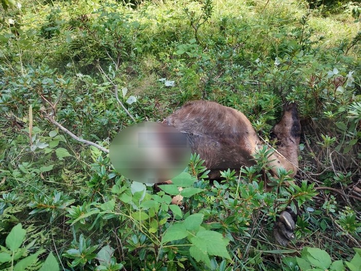 Pigna: capre attaccate da un branco di lupi ed esplode la polemica per i cani 'obbligati' a essere legati (Foto)