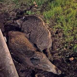 Ventimiglia: due cinghiali ai giardini 'Tommaso Reggio', verranno anestetizzati e riportati in montagna (Foto)