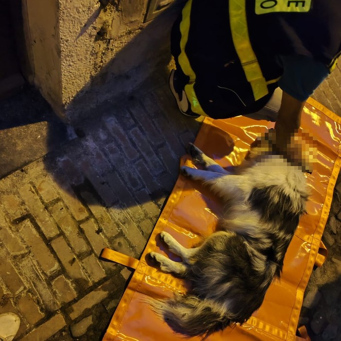 Castelvittorio: cane 'Border Collie' muore precipitando dal quarto piano, inutili i soccorsi (Foto)