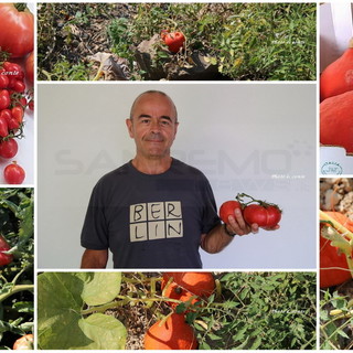 Piante innovative a Bordighera: nell’orto di un grande appassionato pomodori  e zucche che crescono senz’acqua (Foto)