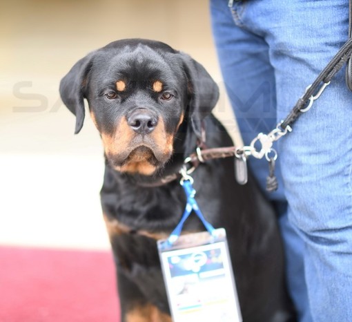 #Sanremo2019: anche quest'anno un cagnolino accreditato al Festival, ecco 'Dux' con il suo pass (Foto)