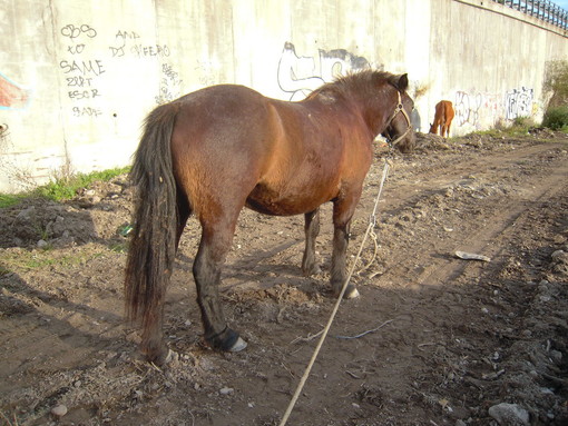 Ventimiglia: cavallo sul greto del Roya, la risposta di Marco Ballestra a Paola