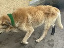 Il cane salvato dai maltrattamenti del senzatetto