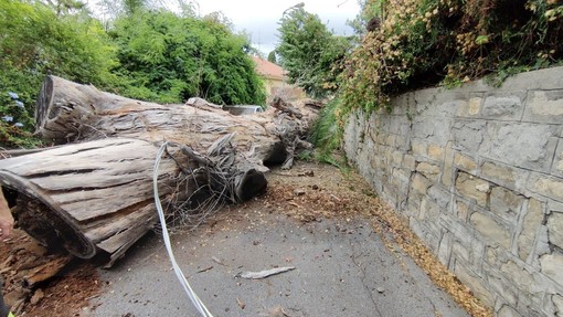 L'eucaliptus crollato in via Tasso a luglio