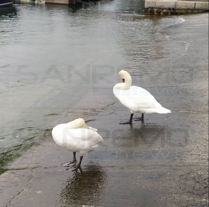 Bordighera: Losanna e Zurigo, due splendidi cigni sono diventati le mascotte del porto e dei suoi frequentatori (Foto)