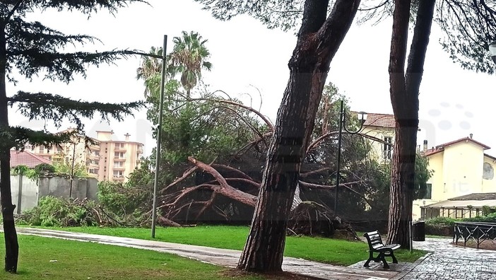 Vallecrosia: grosso pino cade ai giardini di San Rocco e finisce su un'area privata (Foto e Video)