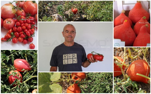 Piante innovative a Bordighera: nell’orto di un grande appassionato pomodori  e zucche che crescono senz’acqua (Foto)