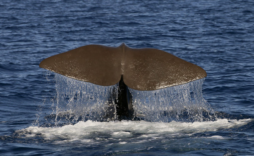 Giornata mondiale degli oceani in compagnia di tre grandi cetacei del santuario Pelagos: Propeller, Monet e Carli (foto)