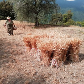 Badalucco: domenica scorsa la trebbiatura del grano in una antica tradizione della Valle Oxentina (Foto)