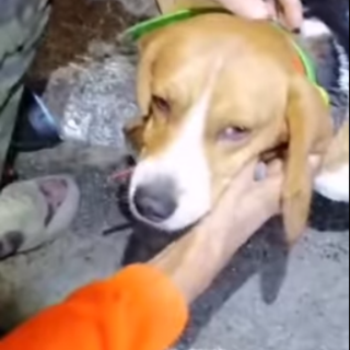 Dolceacqua, cane intrappolato nel torrente Nervia: salvato da Ambulanze Veterinarie Odv (Foto e video)