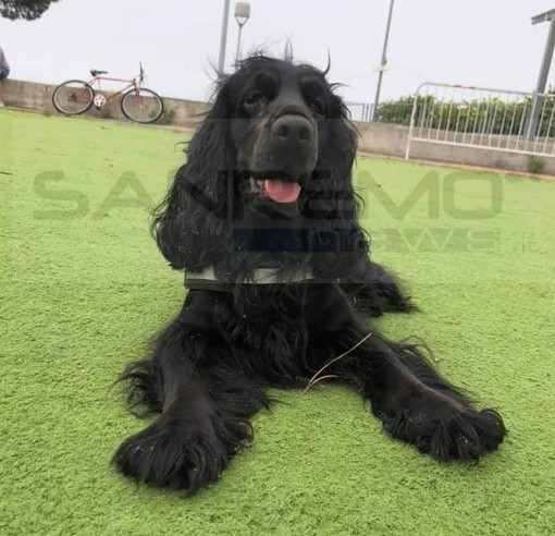 Sanremo: cade con lo scooter e le sfugge la cagnolina 'Fiamma', l'appello della proprietaria (Foto)