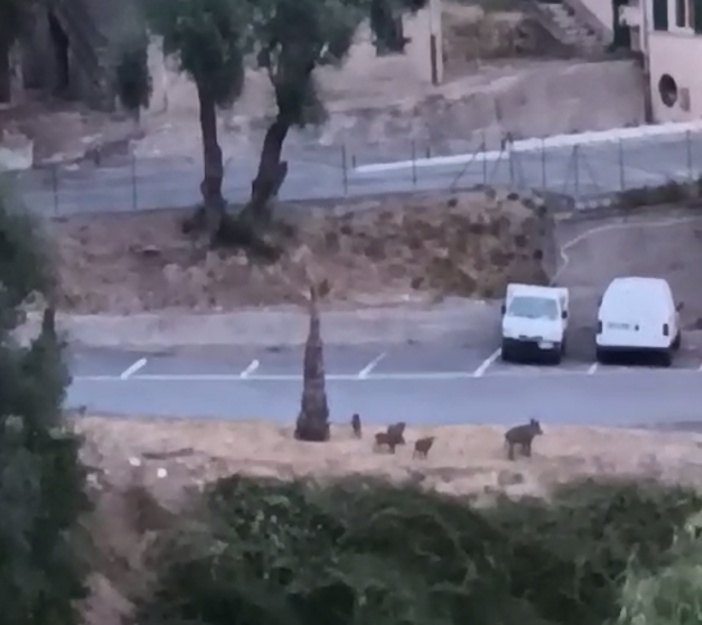 Sanremo, famiglia di cinghiali passeggia a Bussana (Video)