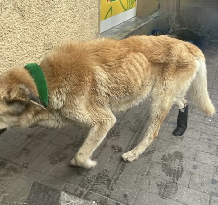 Il cane salvato dai maltrattamenti del senzatetto