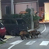 Cinghiali in giro per Terzorio, alcune sere fa