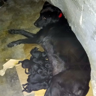 Sanremo: cagnolona dà alla luce 6 cuccioli sotto la stazione, le rassicurazioni dell'Assessore Tonegutti