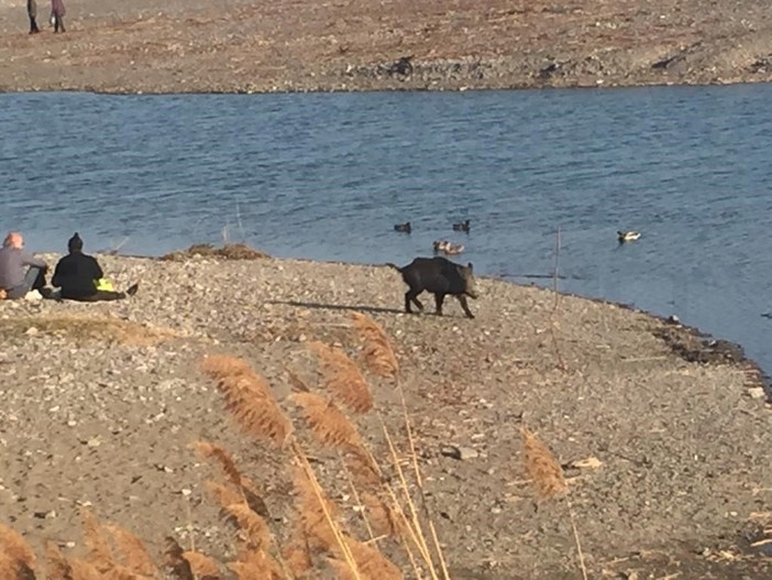 Un cinghiale qualche tempo fa alla foce del Nervia