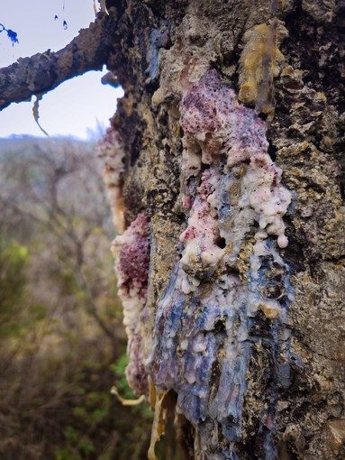 Nuova emergenza fitopatologica tra Bordighera, Seborga e Perinaldo: il &quot;Cancro del Pino&quot; minaccia il patrimonio arboreo locale