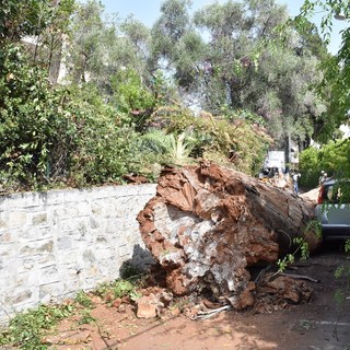 Sanremo: eucaliptus crollato in via Tasso, rinviato a domani il lavoro di rimozione e cambio di viabilità (Foto)